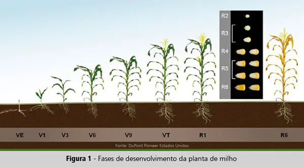 Guia Visual das Fases de Desenvolvimento do Milho infográfico educacional que ilustra as diferentes fases de desenvolvimento da planta de milho, desde a emergênc