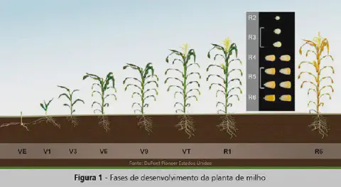 infográfico educacional que ilustra as diferentes fases de desenvolvimento da planta de milho, desde a emergênc