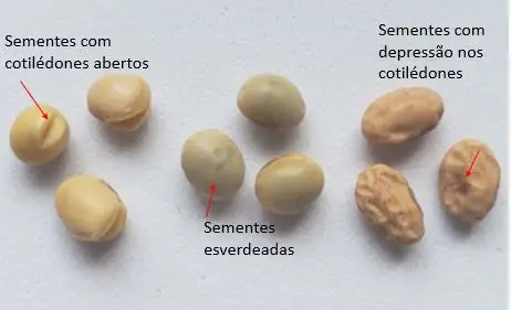 uma análise comparativa de sementes de soja, destacando diferentes tipos de danos e anomalias que afetam sua q