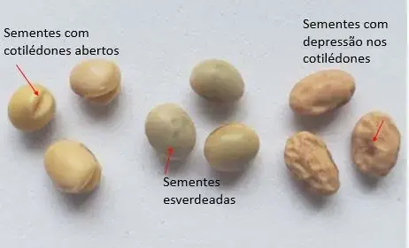 uma análise comparativa de sementes de soja, destacando diferentes tipos de danos e anomalias que afetam sua q