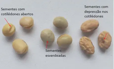 uma análise comparativa de sementes de soja, destacando diferentes tipos de danos e anomalias que afetam sua q