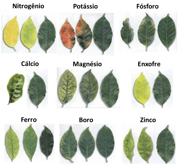guia visual informativo que ilustra os sintomas de deficiências de nove nutrientes essenciais em folhas de plan