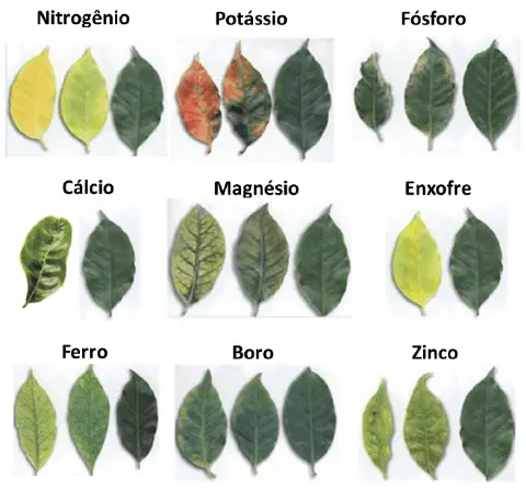 guia visual informativo que ilustra os sintomas de deficiências de nove nutrientes essenciais em folhas de plan