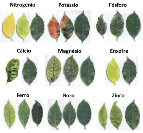 guia visual informativo que ilustra os sintomas de deficiências de nove nutrientes essenciais em folhas de plan