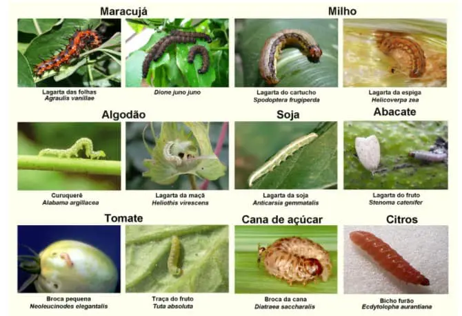 infográfico educacional que funciona como um guia visual para a identificação de diversas lagartas consideradas