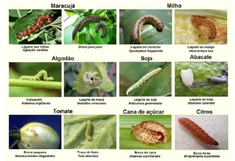 infográfico educacional que funciona como um guia visual para a identificação de diversas lagartas consideradas