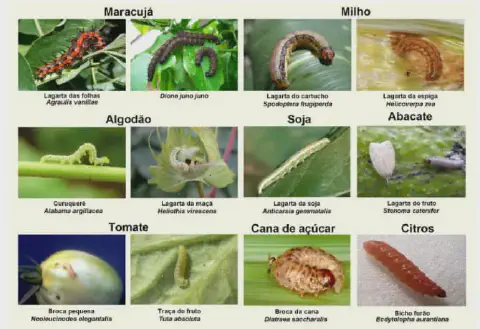infográfico educacional que funciona como um guia visual para a identificação de diversas lagartas consideradas