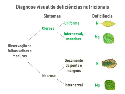 infográfico didático que funciona como um guia visual para a diagnose de deficiências nutricionais em plantas,