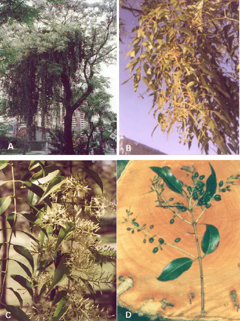 composição de quatro fotografias (A, B, C, D) que detalham as características botânicas do alfeneiro (Ligustru