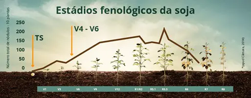 infográfico detalhado que ilustra os estádios fenológicos da cultura da soja, desde a germinação até a maturaçã