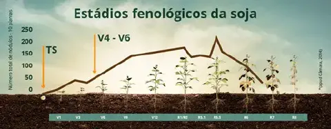 infográfico detalhado que ilustra os estádios fenológicos da cultura da soja, desde a germinação até a maturaçã