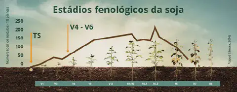 infográfico detalhado que ilustra os estádios fenológicos da cultura da soja, desde a germinação até a maturaçã