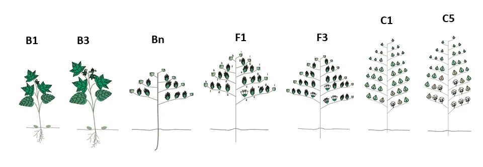 infográfico que ilustra as diferentes fases fenológicas do algodoeiro, desde o desenvolvimento vegetativo i