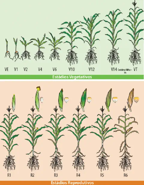 infográfico educacional que ilustra detalhadamente os estádios de desenvolvimento da cultura do milho, dividido