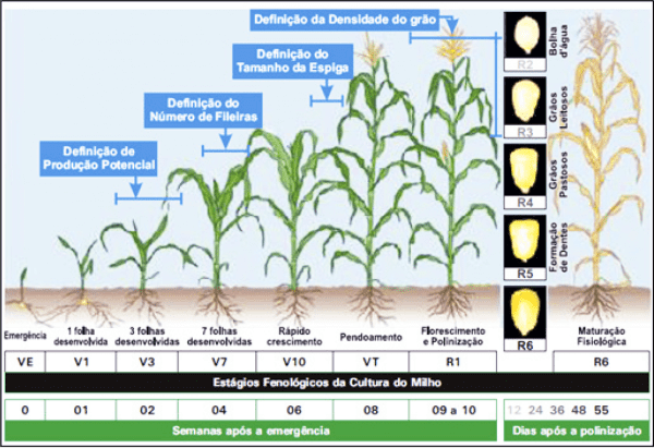 infográfico detalhado que ilustra os estágios fenológicos da cultura do milho, desde a emergência da semente (V