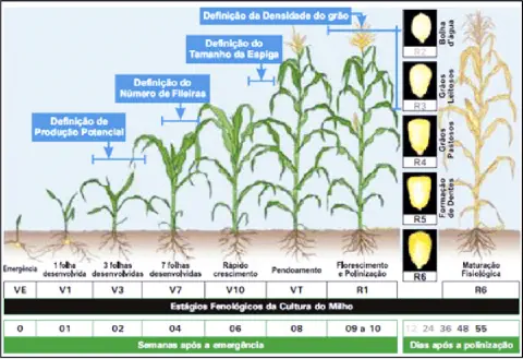 infográfico detalhado que ilustra os estágios fenológicos da cultura do milho, desde a emergência da semente (V