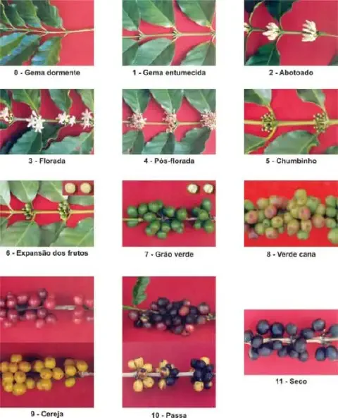 infográfico detalhado que ilustra os 12 estágios fenológicos do cafeeiro, desde o desenvolvimento inicial d