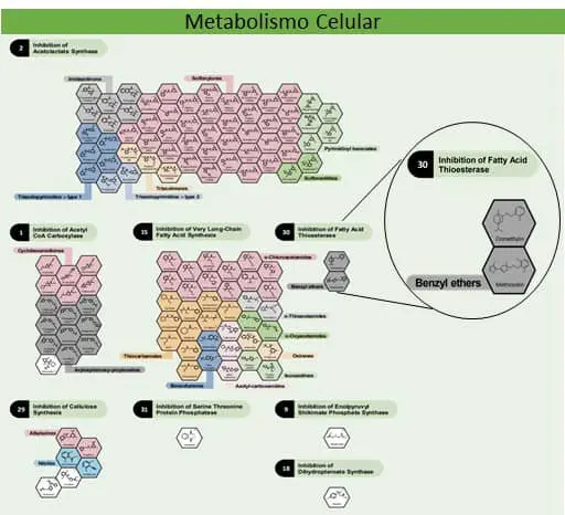Guia Visual dos Modos de Ação de Herbicidas infográfico técnico e detalhado intitulado ‘Metabolismo Celular’. Ela ilustra a classificação de herbicidas com