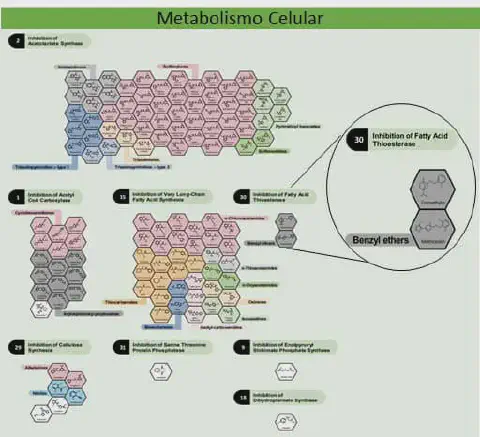 infográfico técnico e detalhado intitulado 'Metabolismo Celular'. Ela ilustra a classificação de herbicidas com
