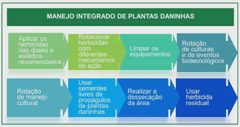 infográfico educacional que detalha as práticas do Manejo Integrado de Plantas Daninhas (MIPD). Estruturado em
