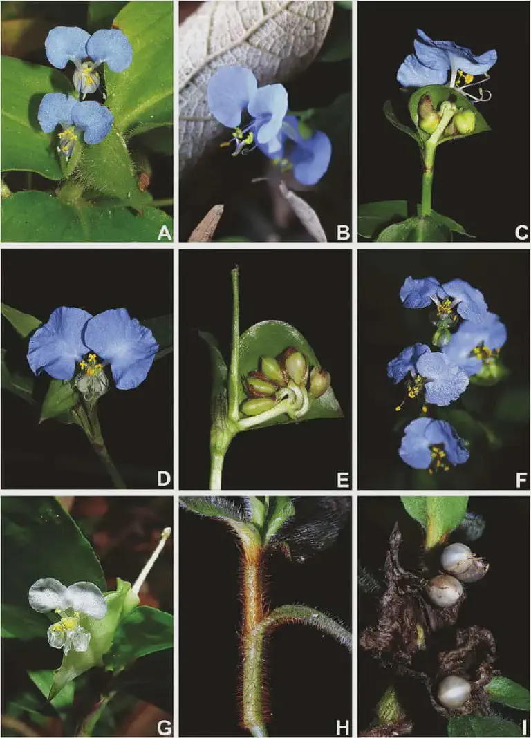 Guia Visual para Identificação da Planta Daninha Trapoeraba Esta imagem é uma prancha botânica composta por nove fotografias detalhadas, identificadas de A a I, que ilustram as caracter