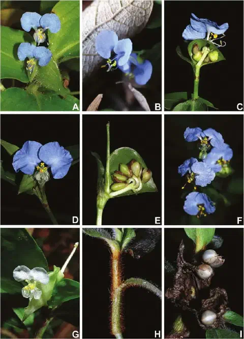 Esta imagem é uma prancha botânica composta por nove fotografias detalhadas, identificadas de A a I, que ilustram as caracter