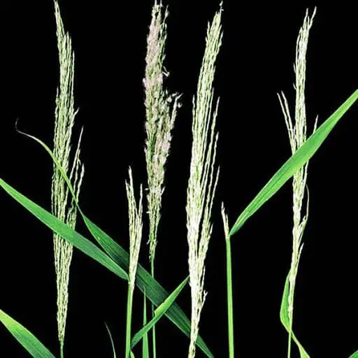 várias hastes de uma planta gramínea em close-up, destacadas contra um fundo preto sólido. As hastes são de um