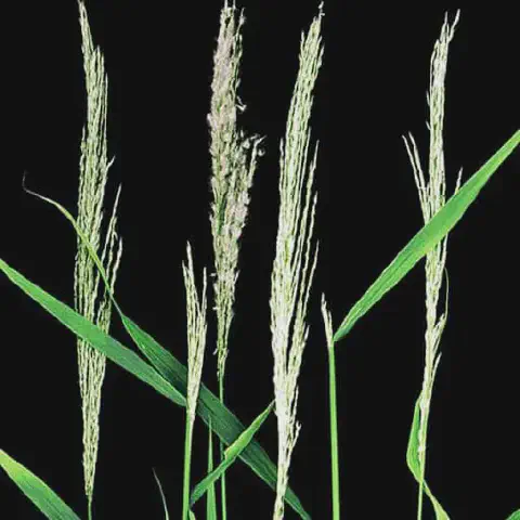 várias hastes de uma planta gramínea em close-up, destacadas contra um fundo preto sólido. As hastes são de um