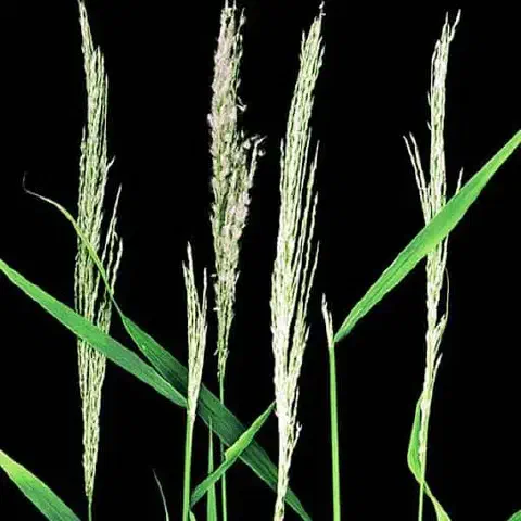 várias hastes de uma planta gramínea em close-up, destacadas contra um fundo preto sólido. As hastes são de um