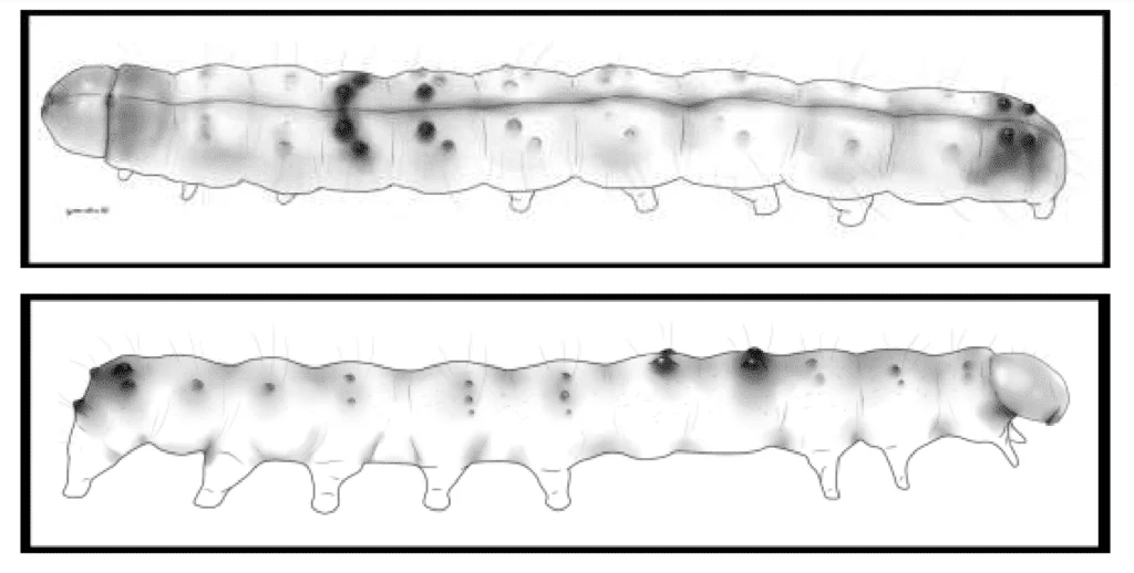 duas ilustrações técnicas e detalhadas de uma lagarta, uma praga agrícola comum. A primeira ilustração mostra