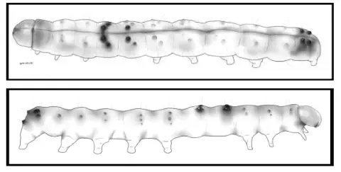 duas ilustrações técnicas e detalhadas de uma lagarta, uma praga agrícola comum. A primeira ilustração mostra