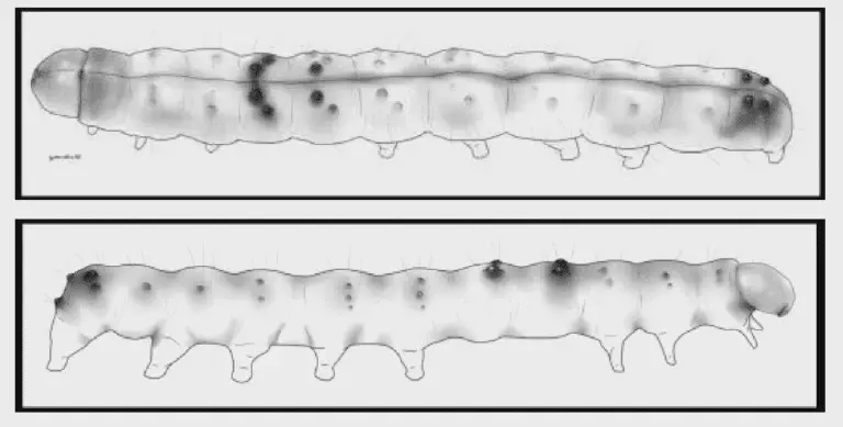 duas ilustrações técnicas e detalhadas de uma lagarta, uma praga agrícola comum. A primeira ilustração mostra