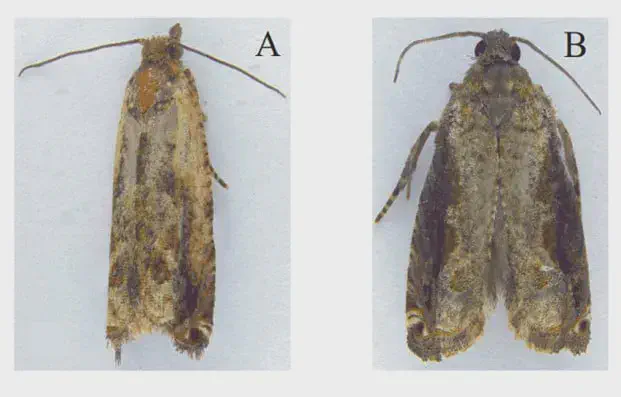 Guia Visual para Identificação de Mariposas-Praga na Lavoura duas mariposas adultas, identificadas como A e B, sobre um fundo branco para facilitar a visualização de detal