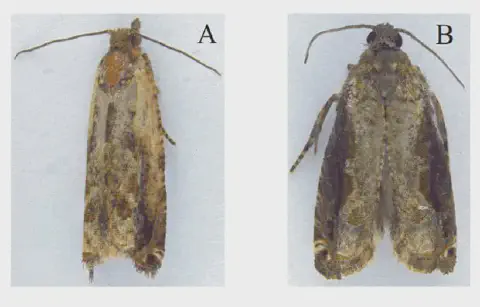 duas mariposas adultas, identificadas como A e B, sobre um fundo branco para facilitar a visualização de detal