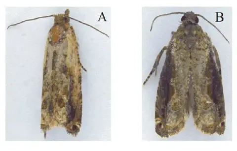 duas mariposas adultas, identificadas como A e B, sobre um fundo branco para facilitar a visualização de detal