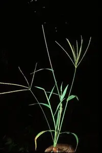 Guia Visual para Identificação de Plantas Daninhas na Lavoura uma planta de capim, provavelmente uma planta daninha, sendo segurada por uma mão contra um fundo totalmente p