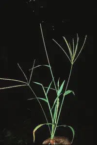 Plantas adultas de capim-colchão (Digitaria ciliaris)