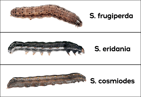 infográfico comparativo que exibe três espécies diferentes de lagartas do gênero Spodoptera, todas pragas agríc