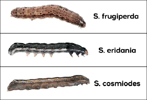 infográfico comparativo que exibe três espécies diferentes de lagartas do gênero Spodoptera, todas pragas agríc