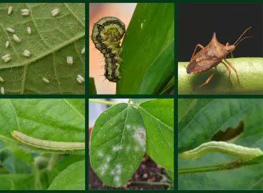 colagem composta por seis fotografias que exibem em close-up diversas pragas e uma doença comuns em lavouras,
