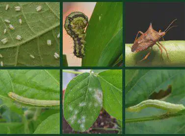 colagem composta por seis fotografias que exibem em close-up diversas pragas e uma doença comuns em lavouras,