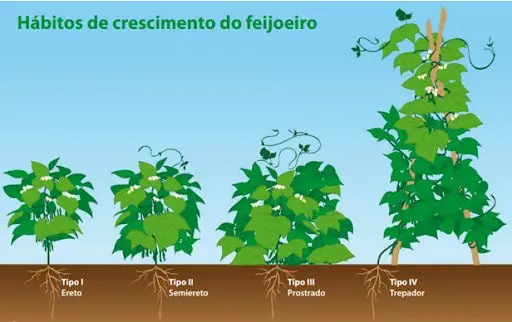 infográfico educativo que ilustra os quatro principais hábitos de crescimento do feijoeiro (Phaseolus vulgaris)