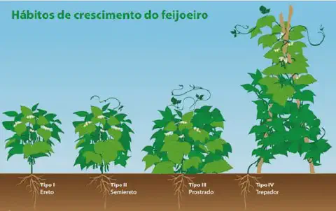 infográfico educativo que ilustra os quatro principais hábitos de crescimento do feijoeiro (Phaseolus vulgaris)