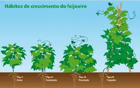 infográfico educativo que ilustra os quatro principais hábitos de crescimento do feijoeiro (Phaseolus vulgaris)