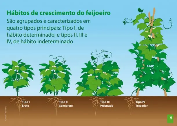 infográfico educacional que ilustra os quatro principais hábitos de crescimento do feijoeiro. De forma clara e