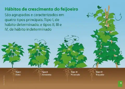 infográfico educacional que ilustra os quatro principais hábitos de crescimento do feijoeiro. De forma clara e