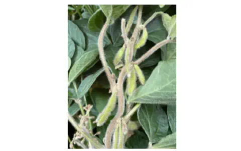 close-up detalhado de uma planta de soja afetada pela anomalia da haste verde, também conhecida como 'soja