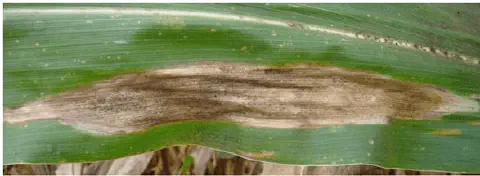 close-up de uma folha de milho afetada por uma doença fúngica, muito provavelmente a Helmintosporiose, caus