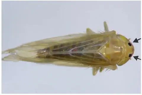 uma visão dorsal em close-up de uma cigarrinha, provavelmente a cigarrinha-do-milho (Dalbulus maidis), sobre u