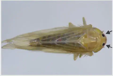uma visão dorsal em close-up de uma cigarrinha, provavelmente a cigarrinha-do-milho (Dalbulus maidis), sobre u